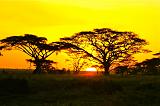 TANZANIA - Serengeti National Park - Alba - 10